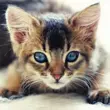 Guess The Kitty APK [Online Cat Guessing Game]